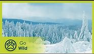 The Black Forest of Germany - Great Places of the World 1/6 - Go Wild