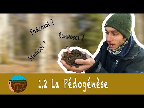 1.2 "LA PEDOGENESE"