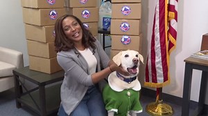 The military dogs who served and the veterans making sure they’re never forgotten