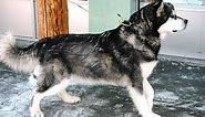 Alusky dog –Siberian Husky & the Alaskan Malamute Mix