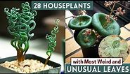 28 Houseplants with Most Weird and Unusual Leaves