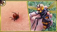 30 Most Dangerous Insects In The World
