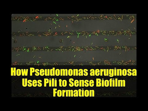 How Pseudomonas aeruginosa Uses Pili to Sense Biofilm Formation