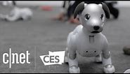 Sony's new Aibo robot dog is absolutely adorable