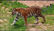 Imágenes de tigres, fotos de tigres bonitas