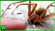 Is the Brown Recluse ACTUALLY DEADLY? Free Handling A VENOMOUS SPIDER!!