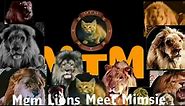 Mgm Lions Meet Mimsie The cat