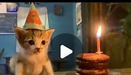 cat memes on Instagram: "happy birthday buddy! - - - - credit: unknown (We do not claim ownership of this video, all rights are reserved and belong to their respective owners, no copyright infringement intended. Please DM us for credit/removal) tags: #cursedcats #cursedcat #animalmemes #sadcats #catlife #catfeatures #catloversclub #catmemes #cat #cattos #catsofinstagram #catmeme #cattomemes #wholesome #catvideo #chonk #cats #memes #cats_of_instagram #sadcat #wholesomememes #funnycat #funnycatmem