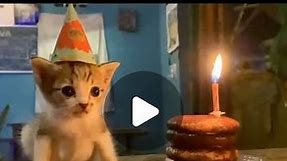 cat memes on Instagram: "happy birthday buddy! - - - - credit: unknown (We do not claim ownership of this video, all rights are reserved and belong to their respective owners, no copyright infringement intended. Please DM us for credit/removal) tags: #cursedcats #cursedcat #animalmemes #sadcats #catlife #catfeatures #catloversclub #catmemes #cat #cattos #catsofinstagram #catmeme #cattomemes #wholesome #catvideo #chonk #cats #memes #cats_of_instagram #sadcat #wholesomememes #funnycat #funnycatmem