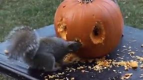 Squirrel Carves A Jack-O-Lantern