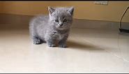 ✅🥰 When the grey munchkin cat walks how cute !!! | Meow Kittens