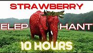 Strawberry Elephant 10 Hours