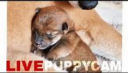 LIVE: Puppy cam / Shiba Inu - Day 2