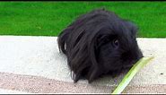 All Black Long Hair Guinea Pig