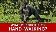 What is Knuckle-Walking? Quick Facts to Teach Students about Gorillas