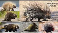 All Porcupine Species in the world types of porcupine