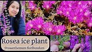 ROSEA ICE PLANT | DROSANTHEMUM FLORIBINDUM