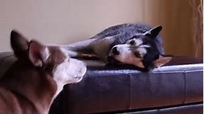 Mishka says "I'm really tired" - Husky Dog Talking