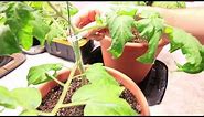 How to Trellis Tomatoes with Only a String and Plastic Clips