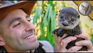 Cutest Baby Otter EVER!!
