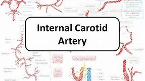 Internal carotid artery, circle of Willis, kissing carotid and carotid web