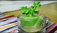 How To Grow, Care and Harvesting Celery from a Stalk | Regrow Vegetable From Cutting