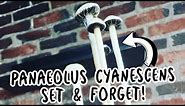 Making Pan Cyan's 100% automated!! | Set & Forget!