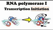 RNA polymerase I Transcription INITIATION - UBF and SL1 function in rRNA transcription