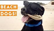 Funniest Dogs at the Beach Compilation 2018 | Funny Pet Videos