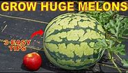 Your Watermelons Will LOVE You For This: How To Grow GIANT Watermelon!