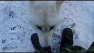 an arctic wolf is acting friendly in canada