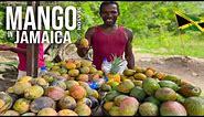 MANGO SEASON IN JAMAICA THE ULTIMATE STREET FRUIT (MANGO BUSH PICKING & EATING)