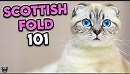 Scottish Fold Cat 101 - Must Watch Before Getting One | Cat Breeds 101