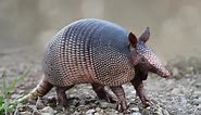 Man tries to shoot armadillo, but shoots himself instead