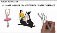 GCSE Biology - Aerobic & Anaerobic Respiration
