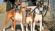 7 Colors and Types of the Boxer Dog Explained (With Pictures)