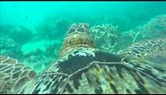Amazing Turtle's Eye View of the Great Barrier Reef | WWF Australia