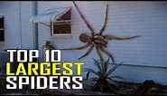 Top 10 World's Largest Giant Spiders in the World