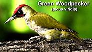 Pic vert 2016 european green woodpecker picus viridis 1 30mn 1080p with songs bird