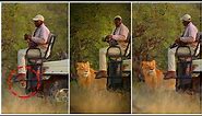 Why Do Lion Not Attack When you Are In Safari Vehicle? The Answer Will Make You Surprise!