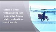 Icelandic horse gaits explained & demonstrated