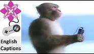 Sony Walkman (Monkey) Japanese Commercial