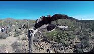 Harris's Hawks Soar at the Arizona-Sonora Desert Museum