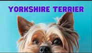 Yorkshire Terrier | Everything You Need To Know About Yorkshire Dog Breed