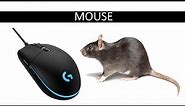 MOUSE || TYPES OF COMPUTER MOUSE || COMPUTER FUNDAMENTALS || COMPUTER BASICS