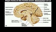 Anatomy | Major Parts of the Brain [Midsagittal View]
