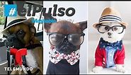 El Pulso | 10 Hipster Dogs That Are Way More Hip Than You | Telemundo