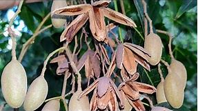 Cigar Box Cedar (Cedrella odorata) edible tree with anti-worm fruit