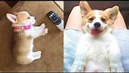 Funny and Cute corgi puppies videos compilation 2021❤ Cutest corgis Ever! Part 4