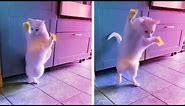 Cat Reacts To Sticky Notes On Its Paws